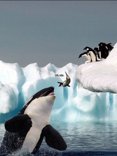 Funny Wallpapers 0013